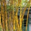 Alphonse Karr Golden Bamboo (Bambusa Multiplex) - 2 Gallon Pot 2 Alphonse Karr Golden Bamboo (Bambusa Multiplex) - 2 Gallon Pot -Wilson Bros Gardens Bamboo Alphonse Karr 1