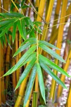 Alphonse Karr Golden Bamboo (Bambusa Multiplex) - 2 Gallon Pot 16 Alphonse Karr Golden Bamboo (Bambusa Multiplex) - 2 Gallon Pot -Wilson Bros Gardens Bamboo Alphonse Karr 5
