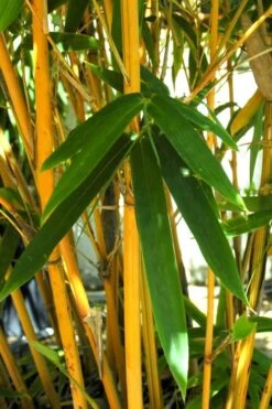 Alphonse Karr Golden Bamboo (Bambusa Multiplex) - 2 Gallon Pot 14 Alphonse Karr Golden Bamboo (Bambusa Multiplex) - 2 Gallon Pot -Wilson Bros Gardens Bamboo Alphonse Karr 7