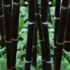 Black Bamboo - Phyllostachys Nigra - 3 Gallon Pot (Multi Cane: 4-6'+) 2 Black Bamboo - Phyllostachys Nigra - 3 Gallon Pot (Multi Cane: 4-6'+) -Wilson Bros Gardens Bamboo Black 102