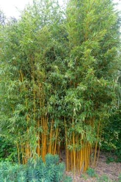 Gold Vivax Giant Timber Bamboo (Green Stripe Bamboo) - Phyllostachys Vivax 'Aureocaulis' - 3 Gallon Pot (2-4') 13 Gold Vivax Giant Timber Bamboo (Green Stripe Bamboo) - Phyllostachys Vivax 'Aureocaulis' - 3 Gallon Pot (2-4') -Wilson Bros Gardens Bamboo Gold Vivax 2