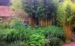 Gold Vivax Giant Timber Bamboo (Green Stripe Bamboo) - Phyllostachys Vivax 'Aureocaulis' - 3 Gallon Pot (2-4') 12 Gold Vivax Giant Timber Bamboo (Green Stripe Bamboo) - Phyllostachys Vivax 'Aureocaulis' - 3 Gallon Pot (2-4') -Wilson Bros Gardens Bamboo Gold Vivax 6