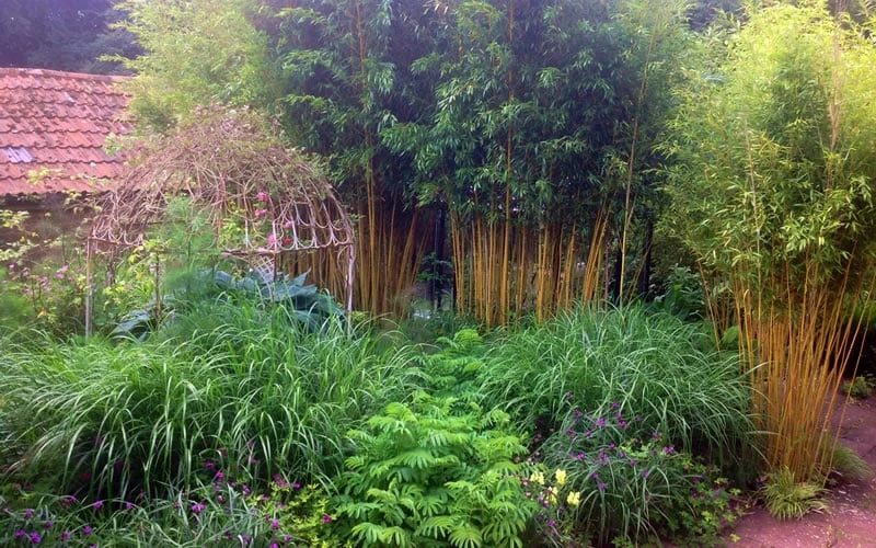 Gold Vivax Giant Timber Bamboo (Green Stripe Bamboo) - Phyllostachys Vivax 'Aureocaulis' - 3 Gallon Pot (2-4') 7 Gold Vivax Giant Timber Bamboo (Green Stripe Bamboo) - Phyllostachys Vivax 'Aureocaulis' - 3 Gallon Pot (2-4') - Image 5