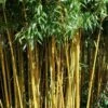 Golden Fishpole Bamboo - Phyllostachys Aurea - 3 Gallon Pot (4-6') -Wilson Bros Gardens Bamboo Golden 14