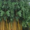 Gold Vivax Giant Timber Bamboo (Green Stripe Bamboo) - Phyllostachys Vivax 'Aureocaulis' - 3 Gallon Pot (4-6') 2 Gold Vivax Giant Timber Bamboo (Green Stripe Bamboo) - Phyllostachys Vivax 'Aureocaulis' - 3 Gallon Pot (4-6') -Wilson Bros Gardens Bamboo Golden Vivax Timber Bamboo Rev 500x750 2