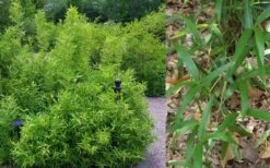 Macon Rivercane Bamboo - Arundinaria Gigantea 'Macon' - 3 Gallon Pot -Wilson Bros Gardens Bamboo Macon Rivercane 2