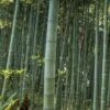 Moso Giant Bamboo (Phyllostachys Edulis 'Moso') - 3 Gallon Pot (2-4') -Wilson Bros Gardens Bamboo Moso 22