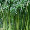 Sweet Shoot Bamboo - Phyllostachys Dulcis - 3 Gallon Pot -Wilson Bros Gardens Bamboo Sweet Shoot 4