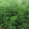 Yellow Groove Bamboo (Phyllostachys Aureosulcata) - 3 Gallon Pot (2-4') 1 Yellow Groove Bamboo (Phyllostachys Aureosulcata) - 3 Gallon Pot (2-4') -Wilson Bros Gardens Bamboo Yellow Groove 500x750 1