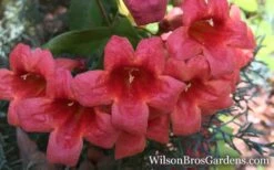 Shalimar Red Crossvine - Bignonia Capreolata - 6 Pack Of 1 Gallon Pots -Wilson Bros Gardens Bignonia Crossvine Shalimar Red 1