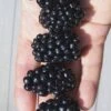 Apache Thornless Blackberry - 2 Gallon Pot 1 Apache Thornless Blackberry - 2 Gallon Pot -Wilson Bros Gardens Blackberry Apache In hand 500x750 1