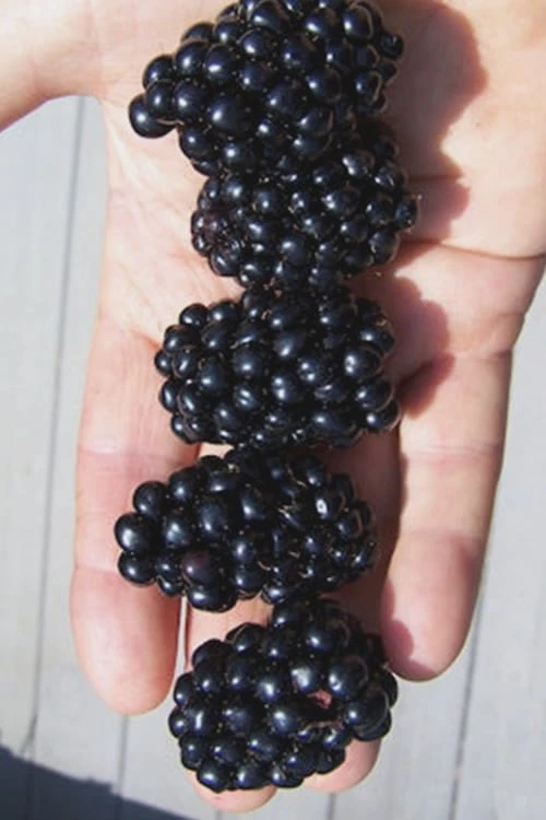 Apache Thornless Blackberry - 2 Gallon Pot 3 Apache Thornless Blackberry - 2 Gallon Pot