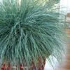 Beyond Blue Festuca (Fescue) - 3 Pack Of Quart Pots 1 Beyond Blue Festuca (Fescue) - 3 Pack Of Quart Pots -Wilson Bros Gardens Blue Fescue Beyond Blue 20