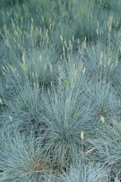 Beyond Blue Festuca (Fescue) - 3 Pack Of Quart Pots -Wilson Bros Gardens Blue Fescue Beyond Blue 22