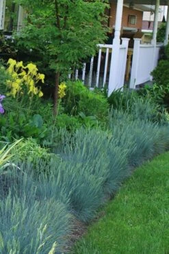 Beyond Blue Festuca (Fescue) - 3 Pack Of Quart Pots -Wilson Bros Gardens Blue Fescue Beyond Blue 23