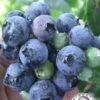 Krewer Rabbiteye Blueberry - 3 Gallon Pot -Wilson Bros Gardens Blueberry Krewer 1