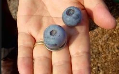 Krewer Rabbiteye Blueberry - 3 Gallon Pot 9 Krewer Rabbiteye Blueberry - 3 Gallon Pot -Wilson Bros Gardens Blueberry Krewer 2