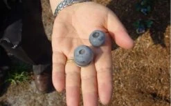 Titan Blueberry - 7 Gallon Pot 12 Titan Blueberry - 7 Gallon Pot -Wilson Bros Gardens Blueberry Titan