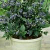 Top Hat Dwarf Blueberry - 1 Gallon Pot -Wilson Bros Gardens Blueberry Top Hat 1