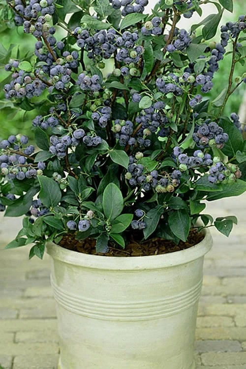 Top Hat Dwarf Blueberry - 1 Gallon Pot 3 Top Hat Dwarf Blueberry - 1 Gallon Pot