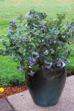 Top Hat Dwarf Blueberry - 1 Gallon Pot 11 Top Hat Dwarf Blueberry - 1 Gallon Pot -Wilson Bros Gardens Blueberry Top Hat 3