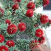 Little John Dwarf Red Bottlebrush (Callistemon Citinus) - 1 Gallon Pot -Wilson Bros Gardens Bottlebrush Little John 3