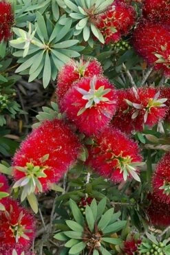 Little John Dwarf Red Bottlebrush (Callistemon Citinus) - 1 Gallon Pot -Wilson Bros Gardens Bottlebrush Little John 4
