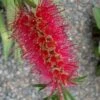 Woodlanders Cold Hardy Red Bottlebrush - Callistemon - 3 Gallon Pot -Wilson Bros Gardens Bottlebrush Woodlanders Hardy Red 21