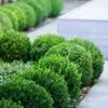 Baby Gem Boxwood - 1 Gallon Pot -Wilson Bros Gardens Boxwood Baby Gem 500x750 1
