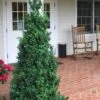 Dee Runk Columnar Boxwood - 3 Gallon Pot 2 Dee Runk Columnar Boxwood - 3 Gallon Pot -Wilson Bros Gardens Boxwood Dee Runk 1 500x750 1