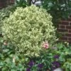 Dwarf Variegated Boxwood - 3 Gallon Pot -Wilson Bros Gardens Boxwood Dwarf Variegated 500x750 3