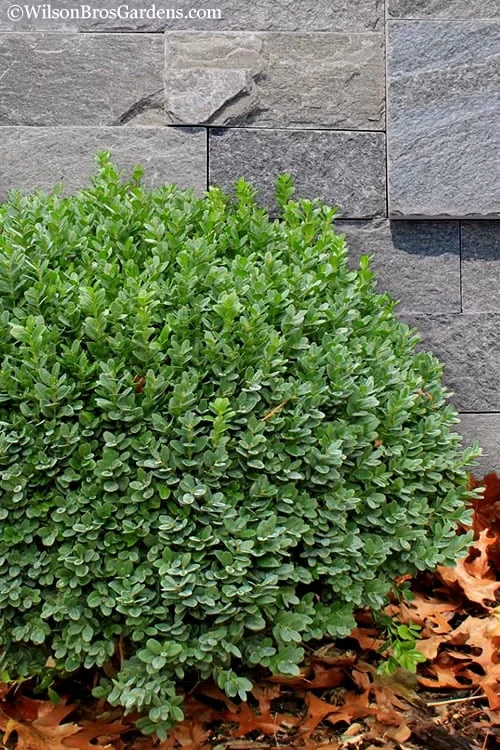 Korean Dwarf Boxwood - Buxus Sinica Var. Insularis 'Nana' - 6 Pack Of 1 Gallon Pots 8 Korean Dwarf Boxwood - Buxus Sinica Var. Insularis 'Nana' - 6 Pack Of 1 Gallon Pots - Image 6