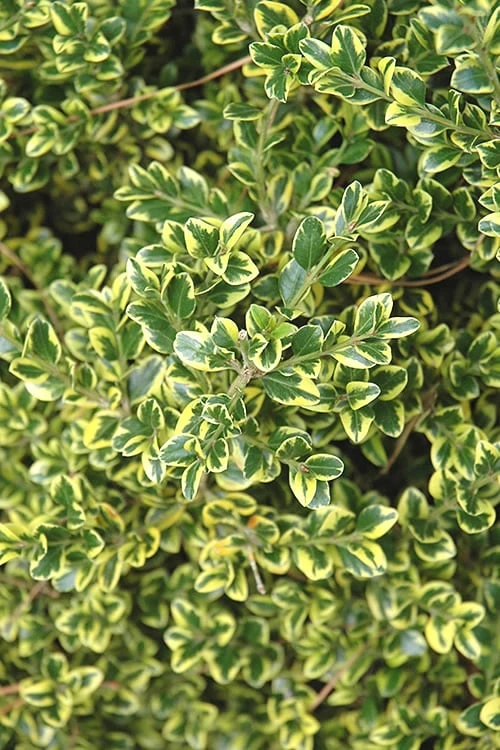 Sunburst Variegated Korean Boxwood - 1 Gallon Pot 7 Sunburst Variegated Korean Boxwood - 1 Gallon Pot - Image 5