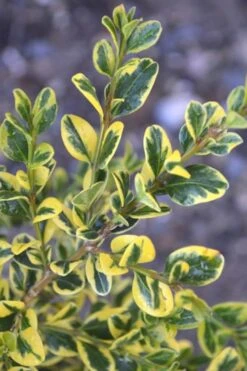 Sunburst Variegated Korean Boxwood - 1 Gallon Pot 14 Sunburst Variegated Korean Boxwood - 1 Gallon Pot -Wilson Bros Gardens Boxwood Sunburst