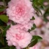 October Magic Pink Perplexion Camellia - 3 Gallon Pot -Wilson Bros Gardens Caellia Pink Perplexion 500x750 1