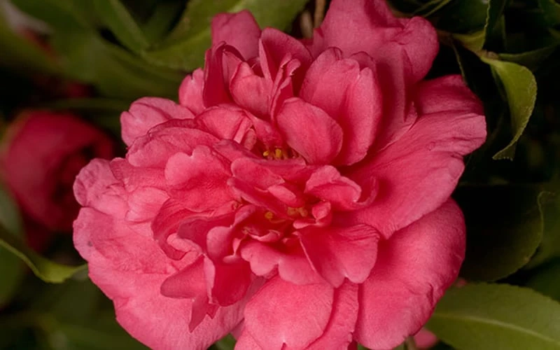 Alabama Beauty Camellia Sasanqua - 3 Gallon Pot 6 Alabama Beauty Camellia Sasanqua - 3 Gallon Pot - Image 4