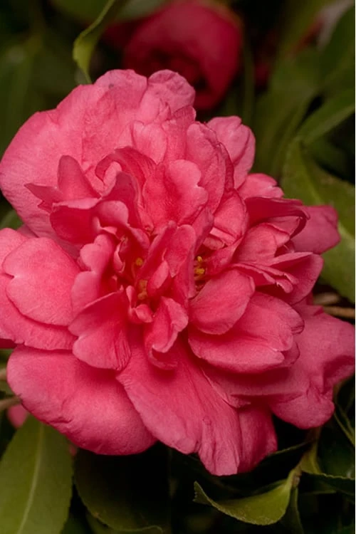 Alabama Beauty Camellia Sasanqua - 1 Gallon Pot 3 Alabama Beauty Camellia Sasanqua - 1 Gallon Pot