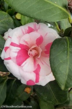 April Dawn Cold Hardy Camellia Japonica - 3 Gallon Pot -Wilson Bros Gardens Camellia April Dawn 10