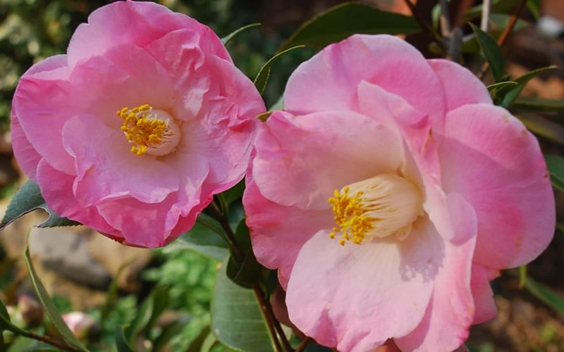 April Remembered Cold Hardy Pink Camellia Japonica - 1 Gallon Pot 6 April Remembered Cold Hardy Pink Camellia Japonica - 1 Gallon Pot - Image 4