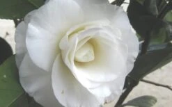 April Snow Camellia Japonica - 1 Gallon Pot -Wilson Bros Gardens Camellia April Snow 1