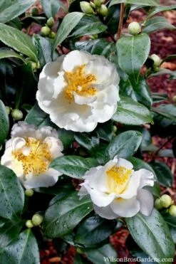 April Snow Camellia Japonica - 1 Gallon Pot -Wilson Bros Gardens Camellia April Snow 14