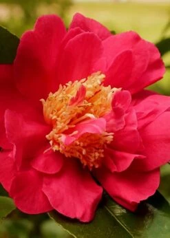 Blood Of China Fragrant Red Camellia Japonica - 3 Gallon Pot -Wilson Bros Gardens Camellia Blood Of China 3