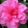 Chansonette Dwarf Weeping Camellia Sasanqua - 3 Gallon Pot -Wilson Bros Gardens Camellia Chansonette 1