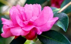 Chansonette Dwarf Weeping Camellia Sasanqua - 3 Gallon Pot -Wilson Bros Gardens Camellia Chansonette 5