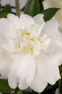 Front Page 45 Diana Camellia Sasanqua - 1 Gallon Pot