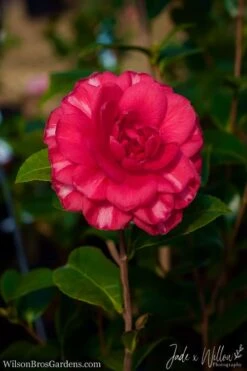 Glen 40 Camellia Japonica - 1 Gallon Pot -Wilson Bros Gardens Camellia Glen 40 JW 1