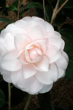Goggy Camellia Japonica - 1 Gallon Pot -Wilson Bros Gardens Camellia Goggy 3