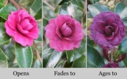 Green's Blues Dwarf Camellia Sasanqua - 1 Gallon Pot 9 Green's Blues Dwarf Camellia Sasanqua - 1 Gallon Pot -Wilson Bros Gardens Camellia Greens Blues 10 1