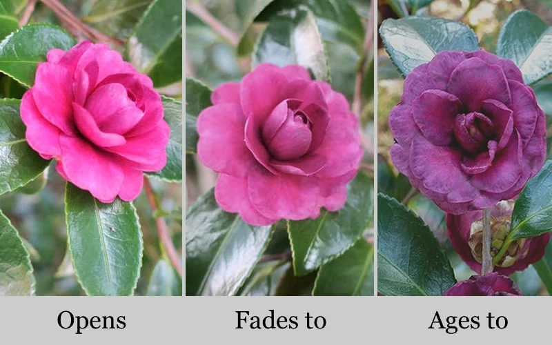 Green's Blues Dwarf Camellia Sasanqua - 3 Gallon Pot 6 Green's Blues Dwarf Camellia Sasanqua - 3 Gallon Pot - Image 4