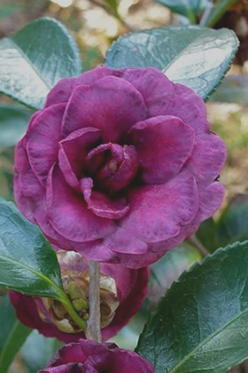 Green's Blues Dwarf Camellia Sasanqua - 3 Gallon Pot 3 Green's Blues Dwarf Camellia Sasanqua - 3 Gallon Pot